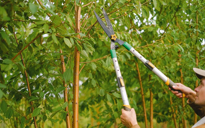 Tree trimming in Thomaston, ME