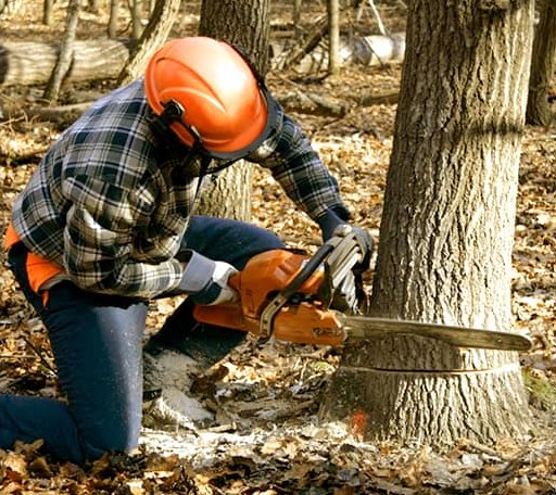Tree Removal in Thomaston, ME